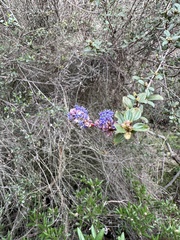 Ceanothus tomentosus