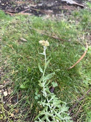Helichrysum luteoalbum