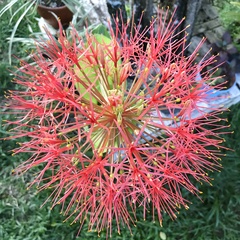 Scadoxus multiflorus