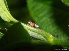 Cyphonia trifida