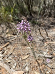 Comesperma polygaloides