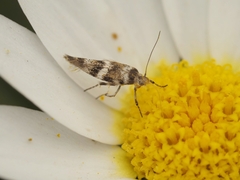 Scythris