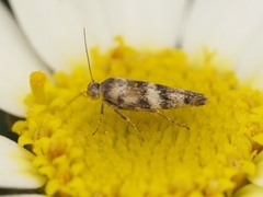 Scythris