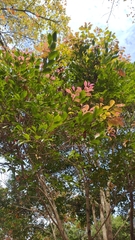 Syzygium formosanum