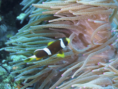 Amphiprion akindynos
