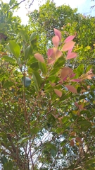 Syzygium formosanum