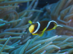 Amphiprion akindynos