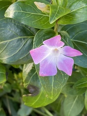 Vinca major