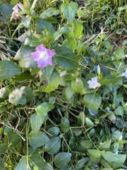Vinca major