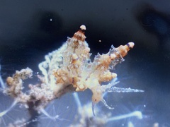 Eubranchus