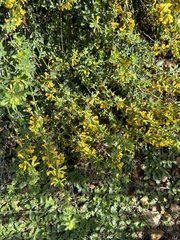 Acmispon glaber glaber