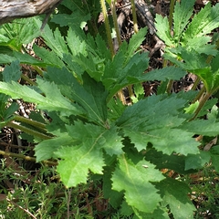 Trachymene composita