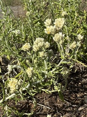 Pseudognaphalium biolettii