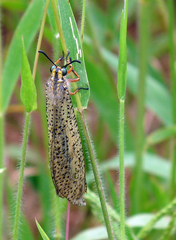 Pseudopalpares sparsus