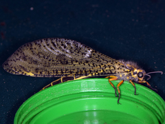 Pseudopalpares sparsus