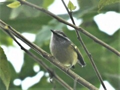 Phylloscopus maculipennis
