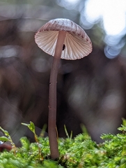 Mycena bulliformis