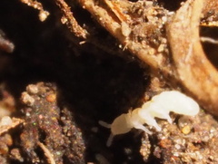 Onychiurinae