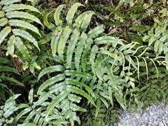 Blechnum montanum