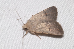 Caradrina aspersa