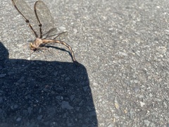 Telephlebia godeffroyi