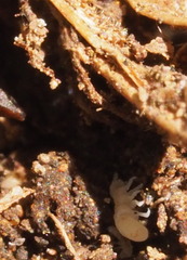 Onychiurinae
