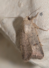 Caradrina aspersa