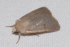 Caradrina aspersa