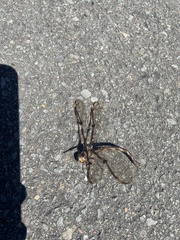 Telephlebia godeffroyi