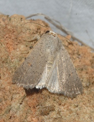 Caradrina aspersa