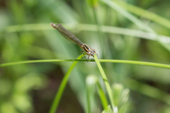 Coenagrion