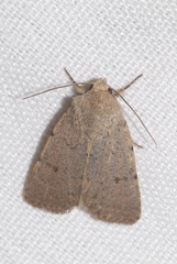 Caradrina aspersa