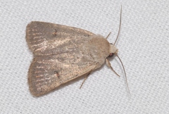 Caradrina aspersa