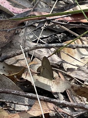 Hypocysta pseudirius