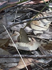 Hypocysta pseudirius