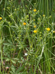Potentilla thuringiaca
