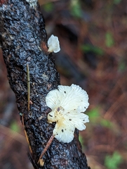 Hohenbuehelia grisea