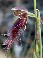 Calochilus gracillimus