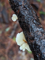 Hohenbuehelia grisea