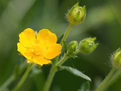 Potentilla thuringiaca