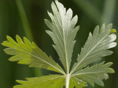 Potentilla thuringiaca