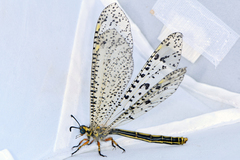 Pseudopalpares sparsus