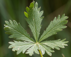 Potentilla thuringiaca