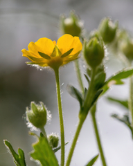 Potentilla thuringiaca