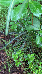 Pseudopanax crassifolius × lessonii