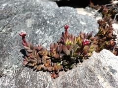Crassula rubricaulis