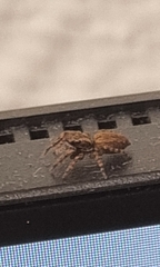 Trite auricoma