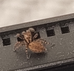 Trite auricoma