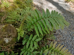 Blechnum novae-zelandiae