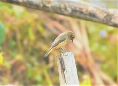 Phoenicurus frontalis